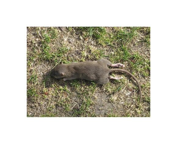 https://www.constanzapiaggio.com/web/new/files/gimgs/11_raton-muerto-30x20.jpg
