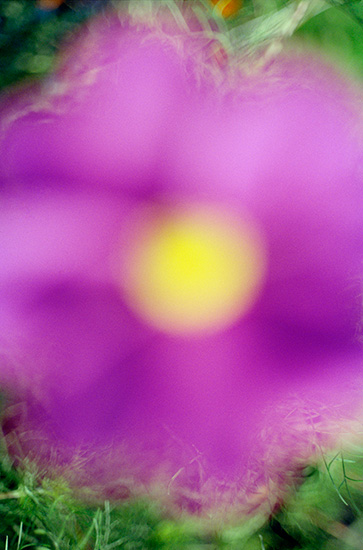 https://www.constanzapiaggio.com/web/new/files/gimgs/35_florvioleta66x100.jpg