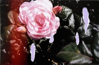 31_30sharp-memories18x272023.jpg
